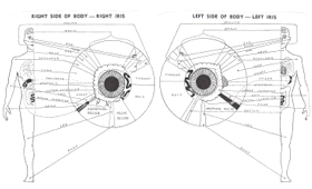 Left and Right Iris